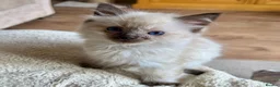 Ragdoll cats for sale: Ragdoll GCCF registered kittens - 9 weeks old - Advert 9