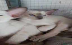 Oriental cats for sale: Full Pedigree Oriental 6 Kittens XL size ears GCCF - Image 29