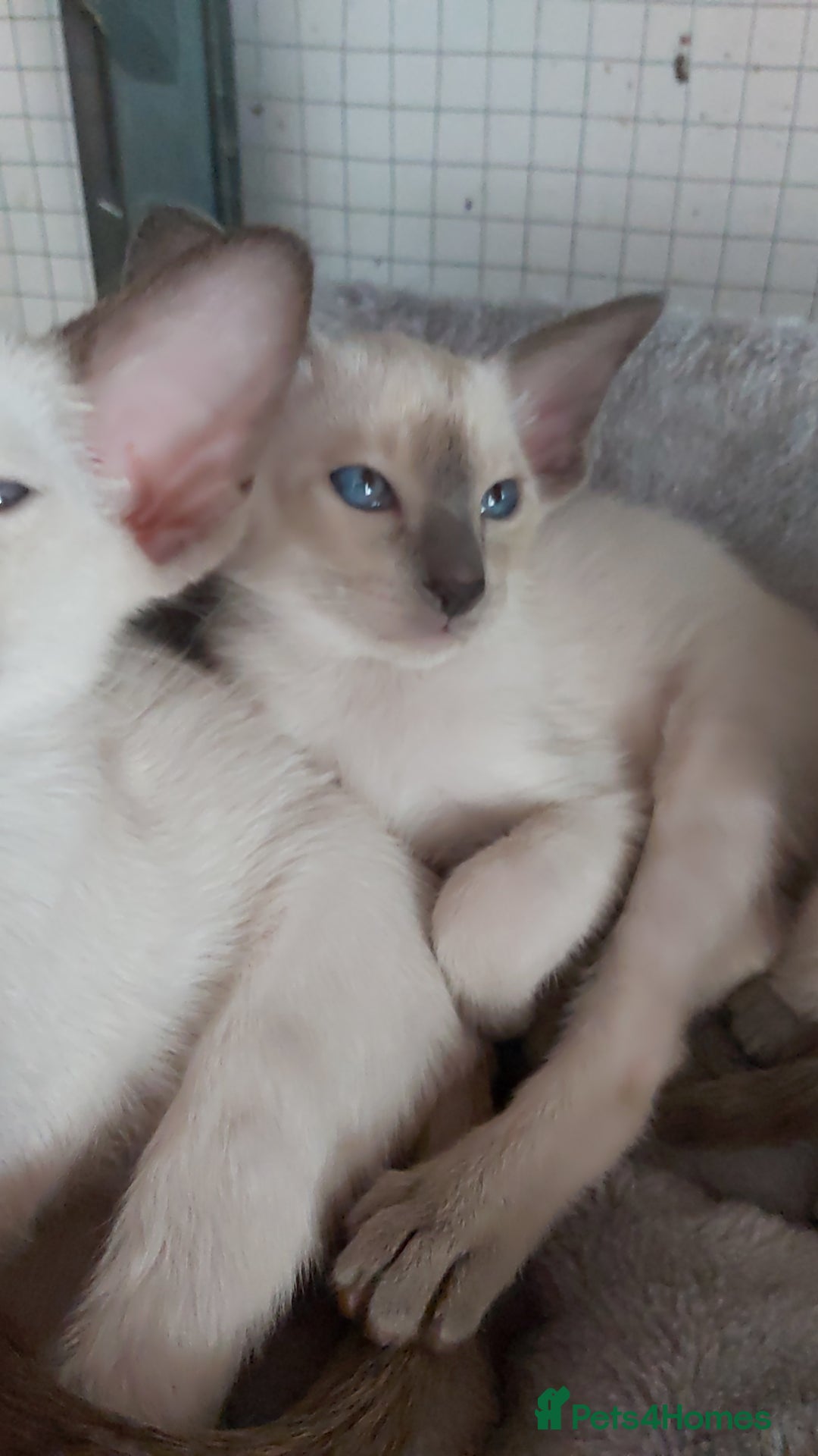 Oriental cats for sale: Full Pedigree Oriental 6 Kittens XL size ears GCCF - Image 29