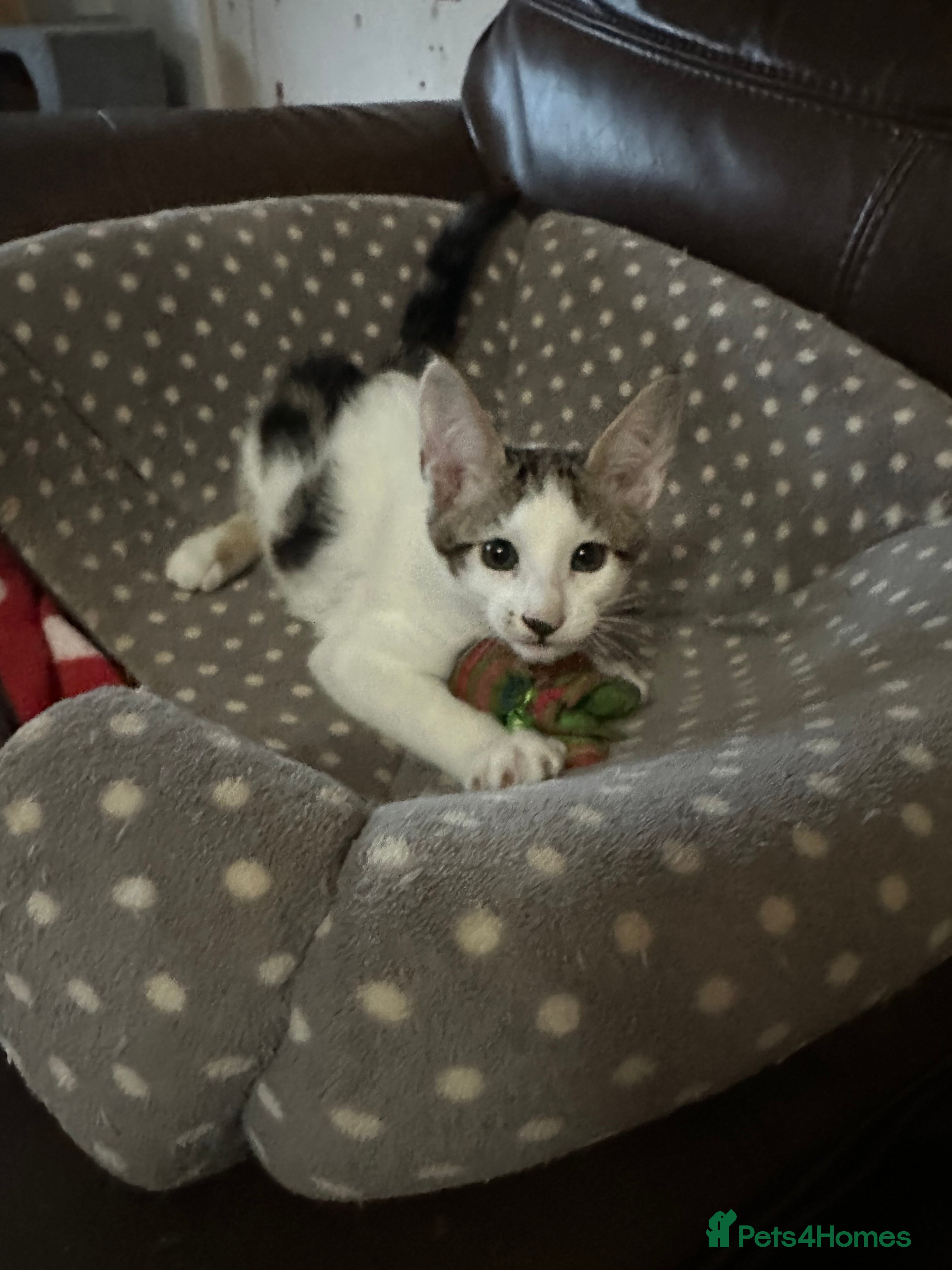 Mixed Breed cats Crossed Between Peterbald & White Bengal - Advert 11