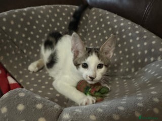 Mixed Breed cats Crossed Between Peterbald & White Bengal - Advert 1