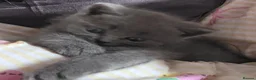 British Shorthair cats for sale: Beautiful Confident and Loving Kittens. - Advert 18