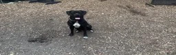 Mixed Breed dogs for sale: Rome Cane Corso x Dogue de Bordeaux  - Advert 4