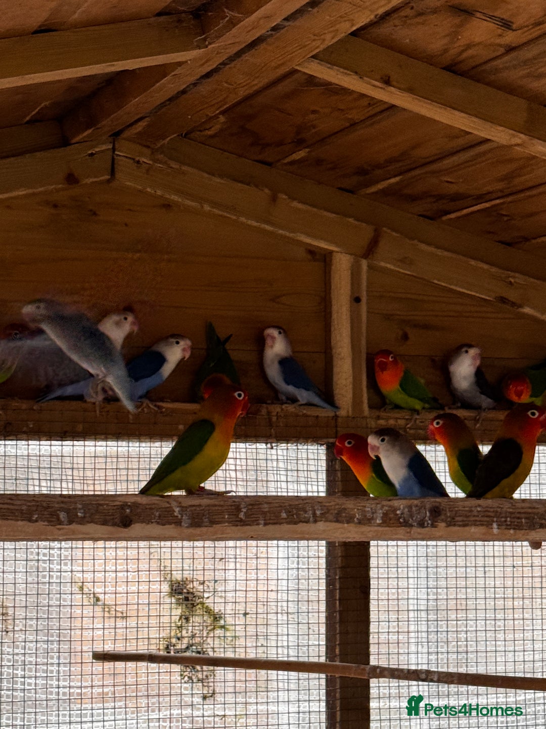 Lovebirds birds for sale: Lovebirds for sale - Advert 6