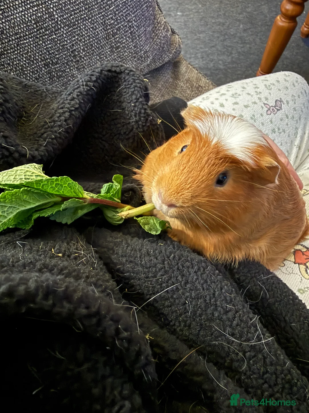 Guinea Pig rodents for sale: 2x bonded Male Guinea pigs  - Advert 3