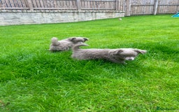 Chihuahua dogs for sale: Beautiful long coat pure breed chihuahua  - Image 15