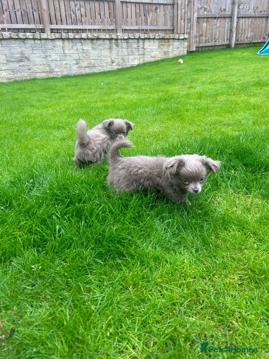 Chihuahua dogs for sale: Beautiful long coat pure breed chihuahua  - Image 15