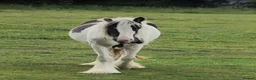 Other Breed horses for sale: Bella 13.3hh piebald filly 3 years old in Lincoln - Advert 4