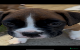 Boxer dogs for sale: READY NOW Boxer Puppies KC registered  - Image 27