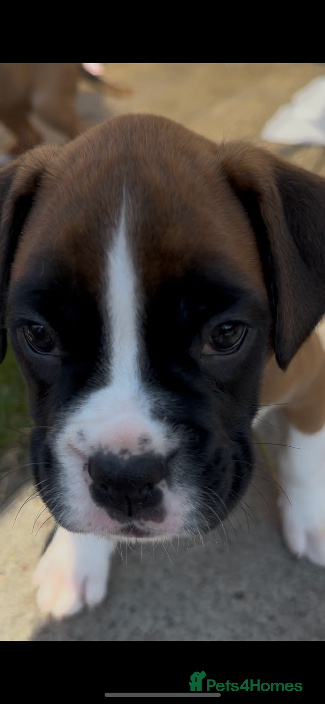 Boxer dogs for sale: READY NOW Boxer Puppies KC registered  - Image 27
