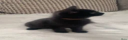 Mixed Breed cats for sale: Gorgeous farm kittens  - Advert 6