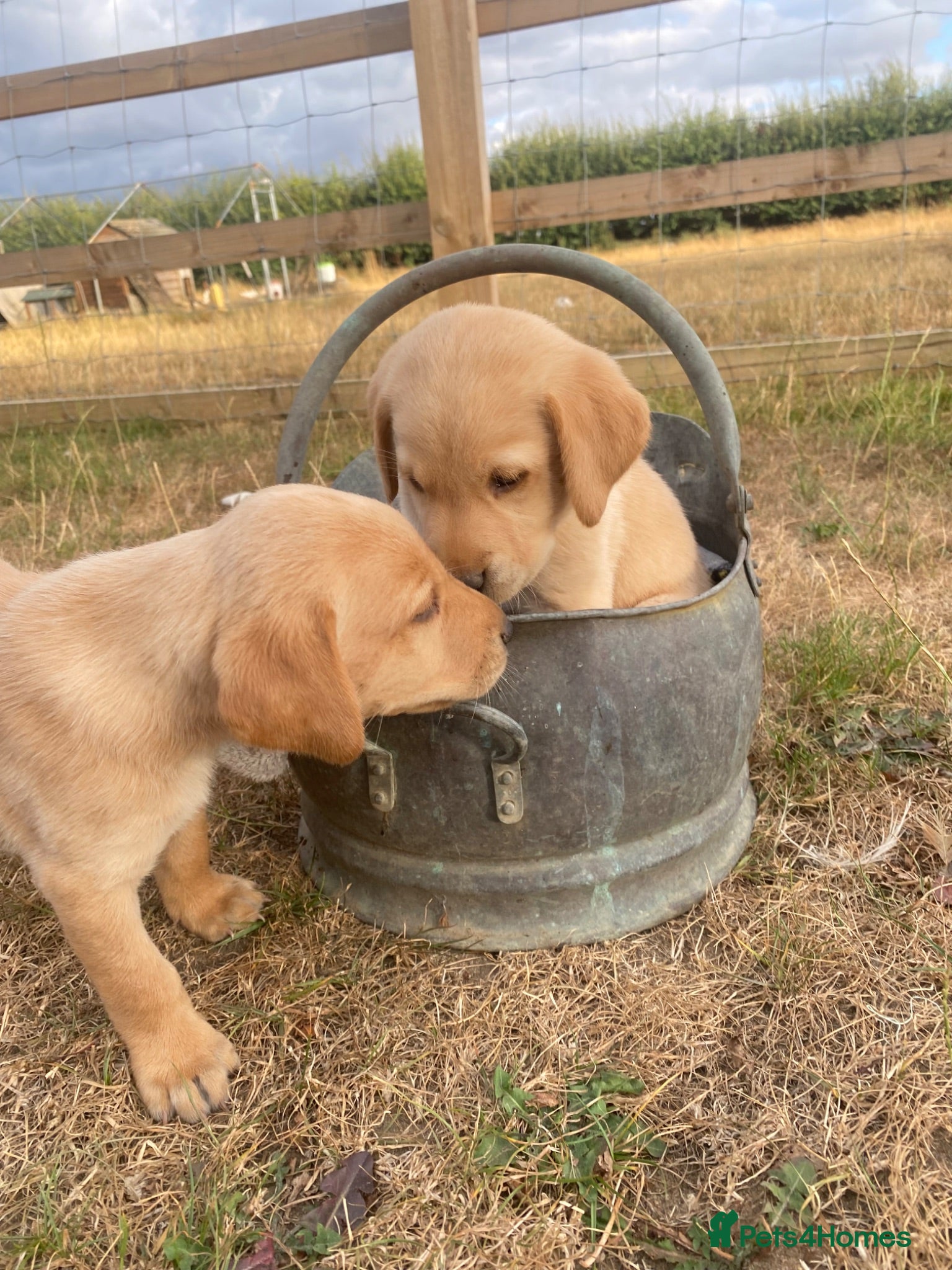 Labrador Retriever dogs Stunning Labrador Puppies  - Advert 1