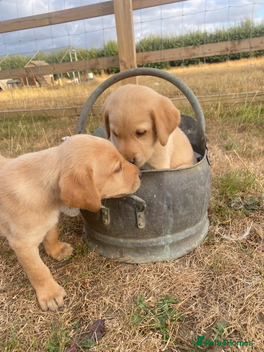 Labrador Retriever dogs for sale: Stunning Labrador Puppies  in Norwich - Advert 1
