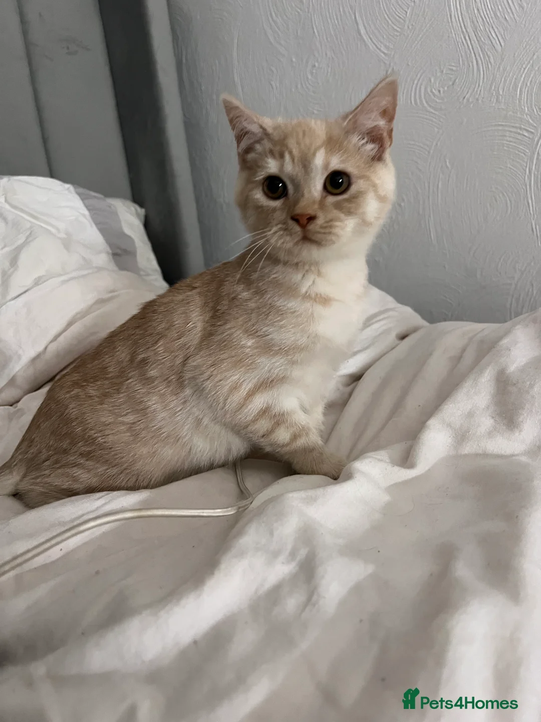 Mixed Breed cats for sale: Beautiful ginger needs a home. - Advert 3