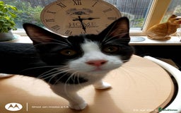 Mixed Breed cats for sale: 2 little boys,one black,one tuxedo  - Image 7