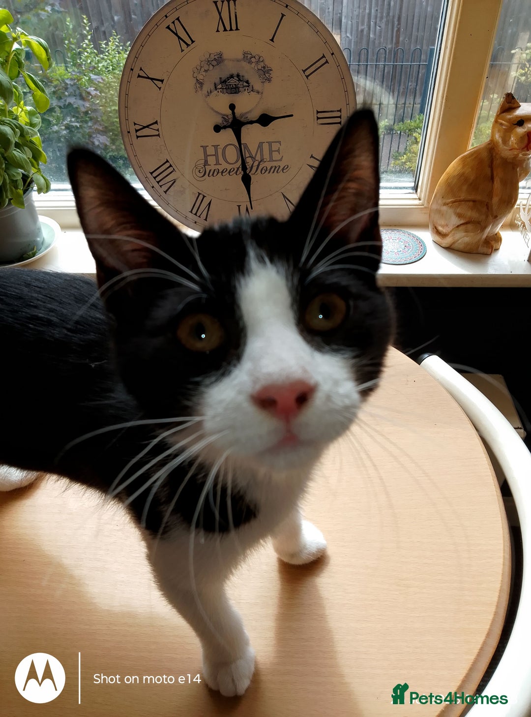 Mixed Breed cats for sale: 2 little boys,one black,one tuxedo  - Image 7