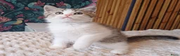 British Shorthair cats for sale: Adorable Brittish Shorthair kittens🐱 - Advert 11