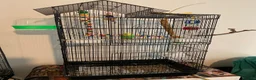 Budgerigars birds for sale: Two males and a female sold with two cages in Peterborough - Advert 1