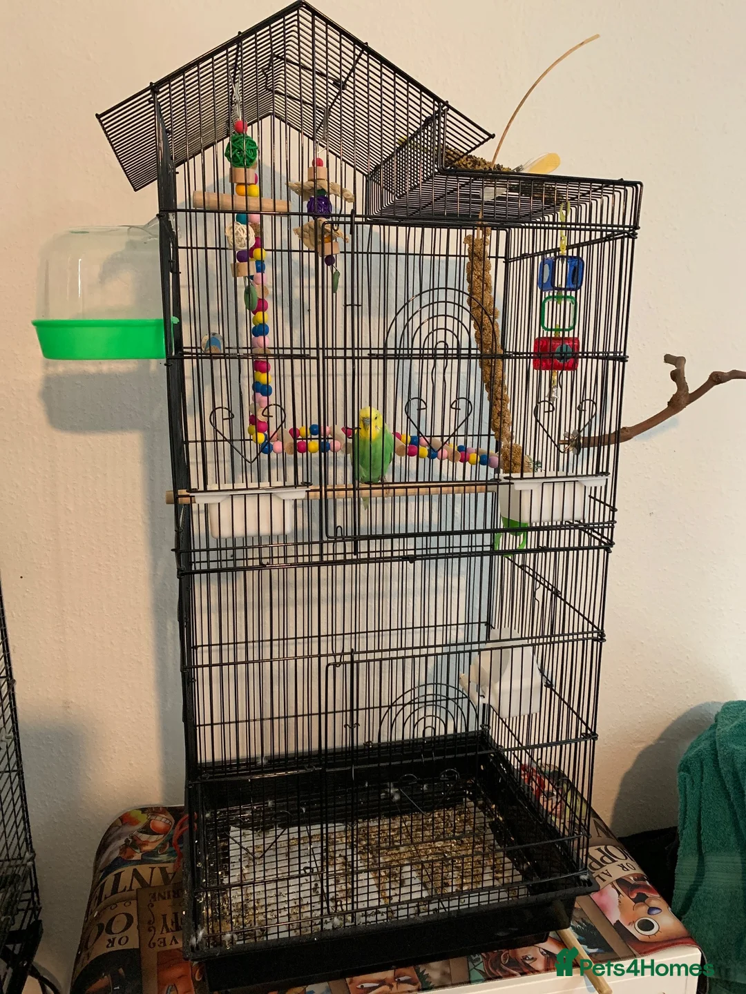 Budgerigars birds for sale: Two males and a female sold with two cages in Peterborough - Advert 1