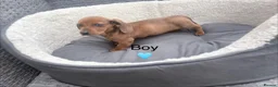 Miniature Dachshund dogs for sale: Beautiful dachshund babies  in Stafford - Advert 13