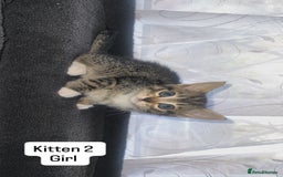 Bengal cats for sale: Bengal/Tabby - Image 11