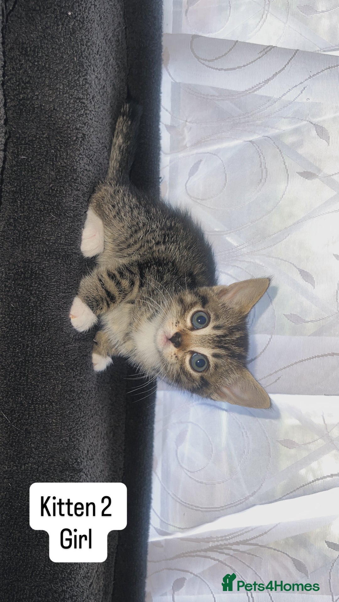 Bengal cats for sale: Bengal/Tabby - Image 11