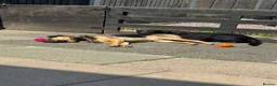 Mixed Breed dogs for sale: new home for both boys in Newcastle - Advert 4