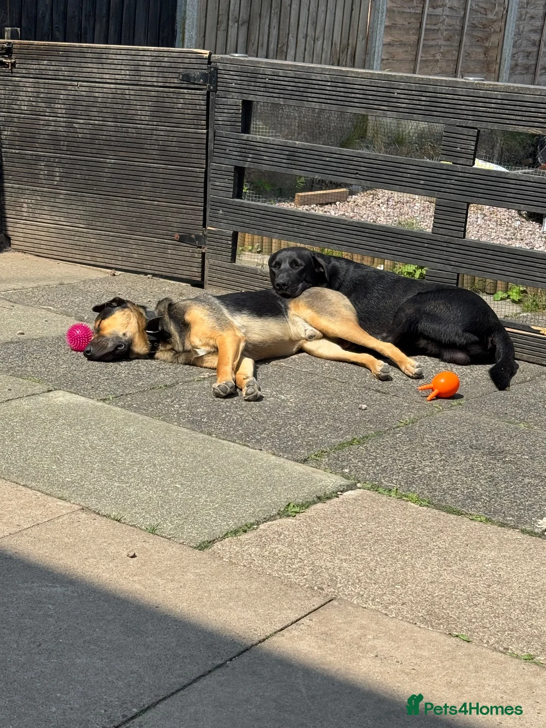 Mixed Breed dogs for sale: new home for both boys in Newcastle - Advert 4