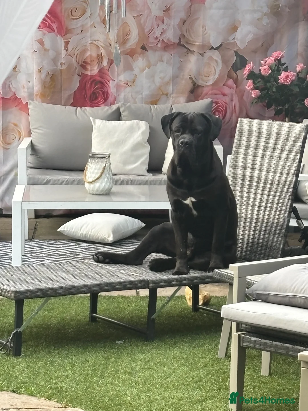 Cane Corso dogs for sale: 8month old cane corso - Advert 2