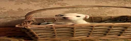 Jack Russell dogs for sale: Traditional Jack Russell terrier pups in Whitchurch - Advert 20
