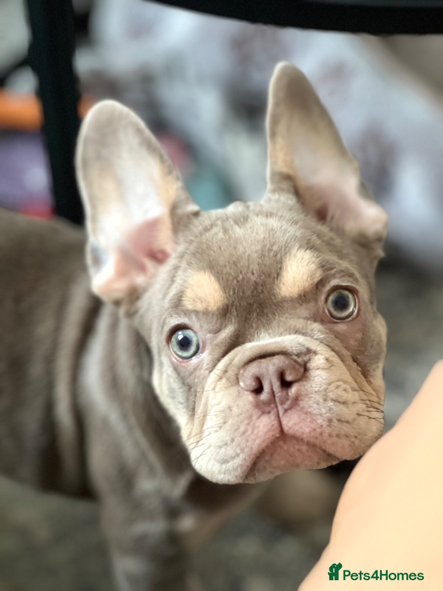 French Bulldog dogs KC French bulldog puppy  - Advert 1