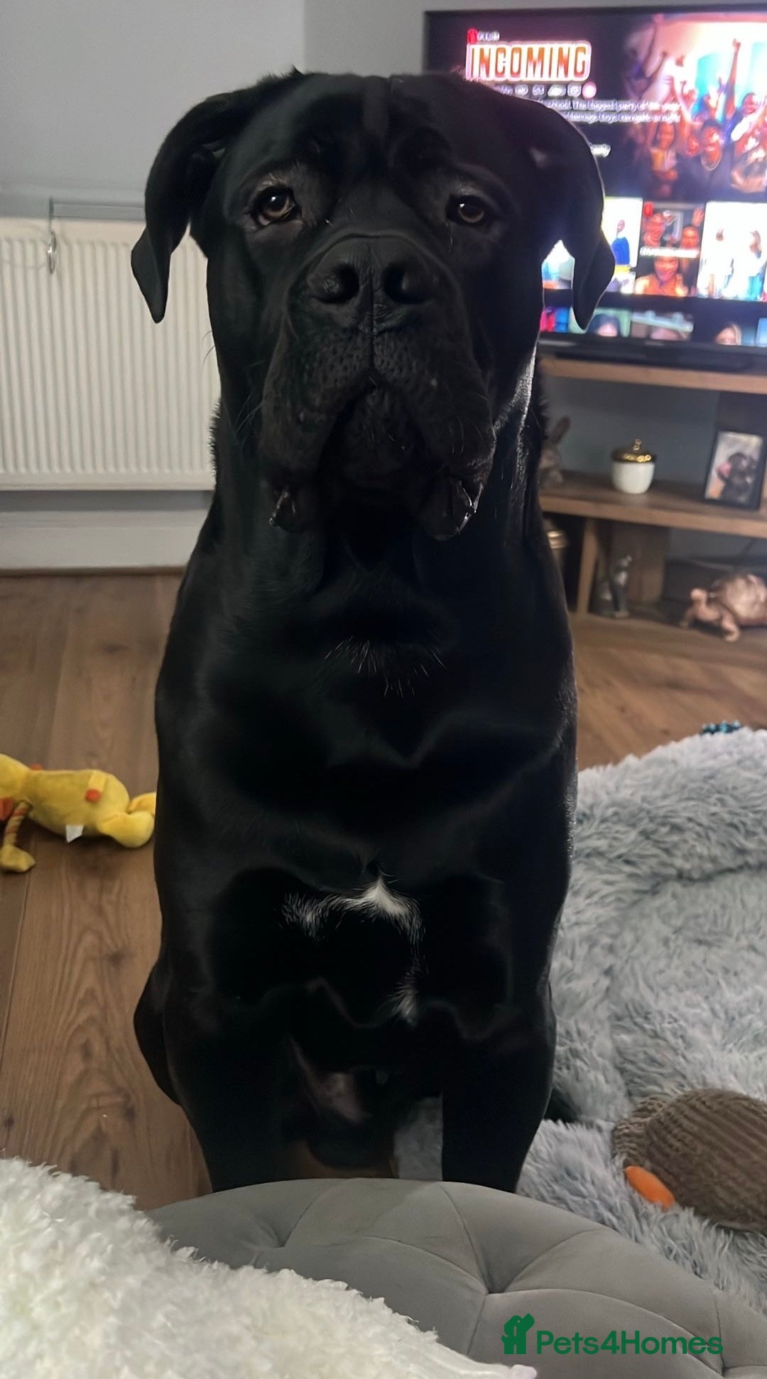Cane Corso dogs Purebred Cane Corso available for stud.  - Advert 2