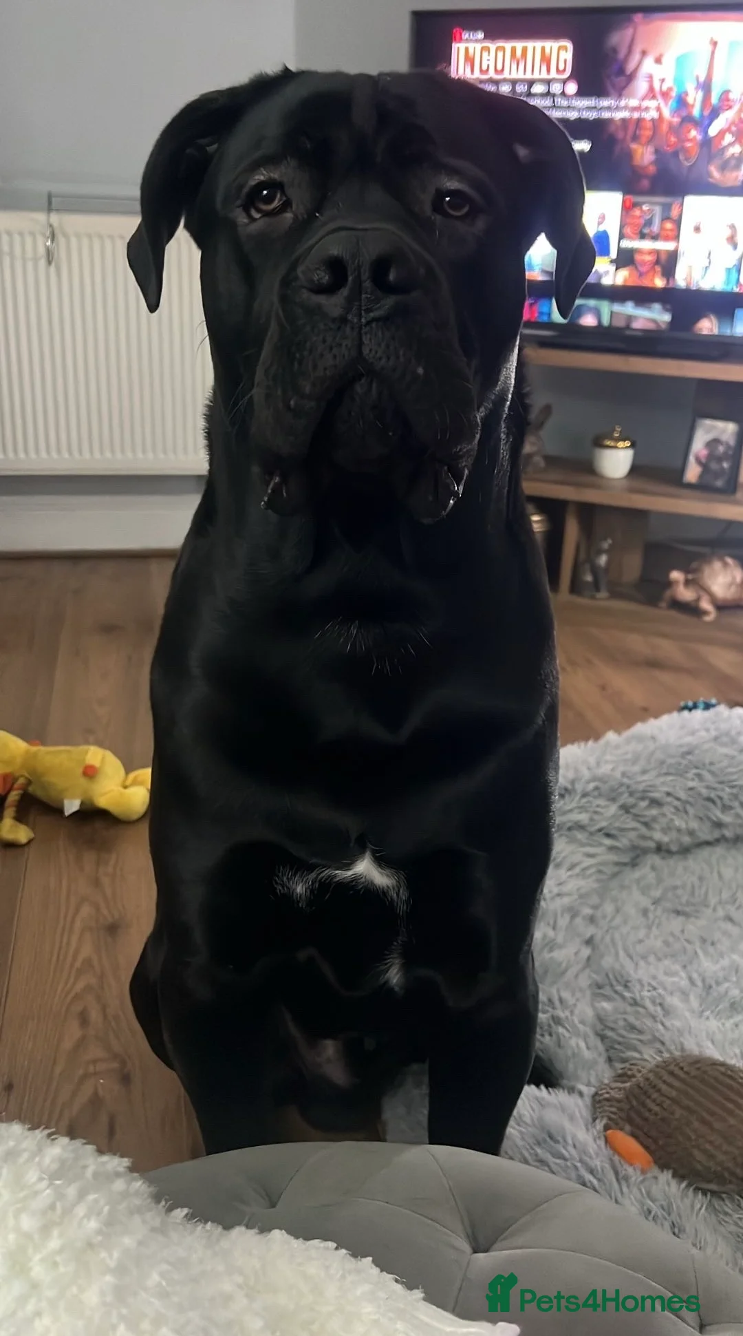 Cane Corso dogs for stud: Purebred Cane Corso available for stud.  in Bootle - Advert 1