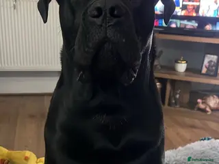 Cane Corso dogs Purebred Cane Corso available for stud. ICCF Reg - Advert 3