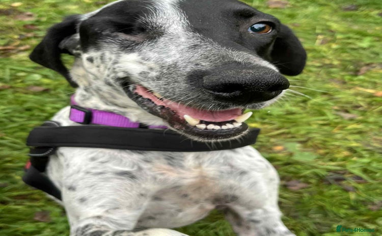 Mixed Breed dogs Zara needs a loving home  - Advert 1