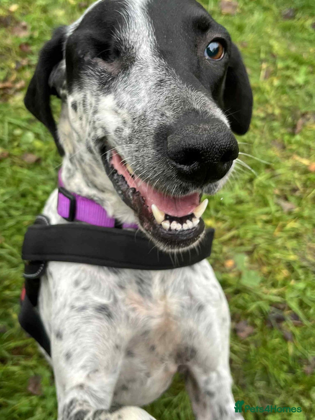 Mixed Breed dogs for adoption: Zara needs a loving home  - Advert 1