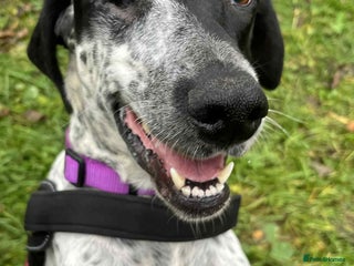 Mixed Breed dogs Zara needs a loving home - Advert 17