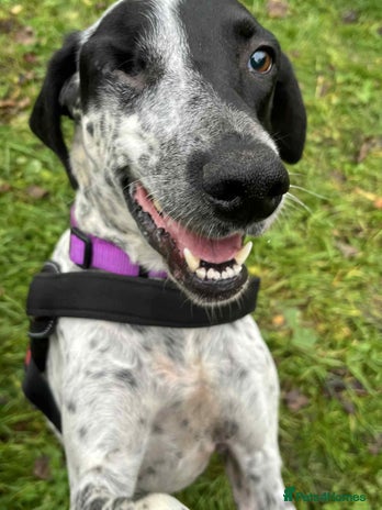 Mixed Breed dogs Zara needs a loving home - Advert 10