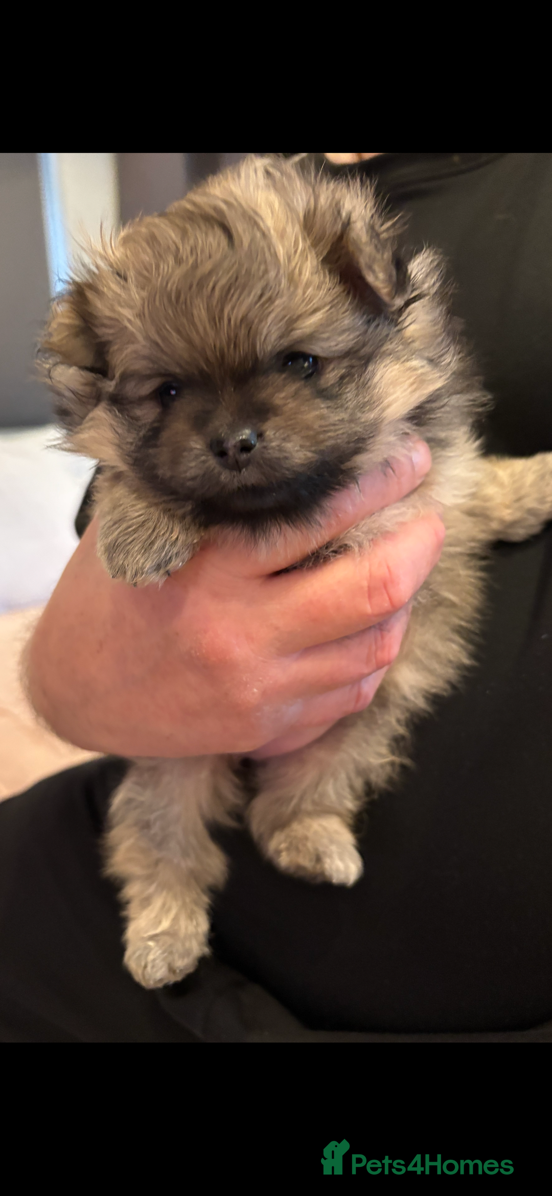 Pomeranian dogs for sale: Pomeranian girl puppies - Advert 2