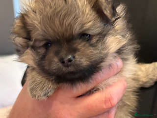 Pomeranian dogs Pomeranian girl puppies - Advert 2