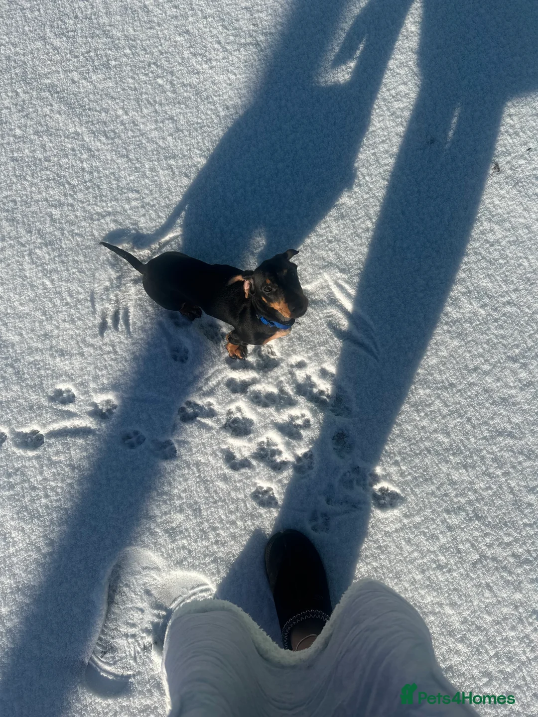 Miniature Dachshund dogs for sale: Mini dashound  - Advert 7