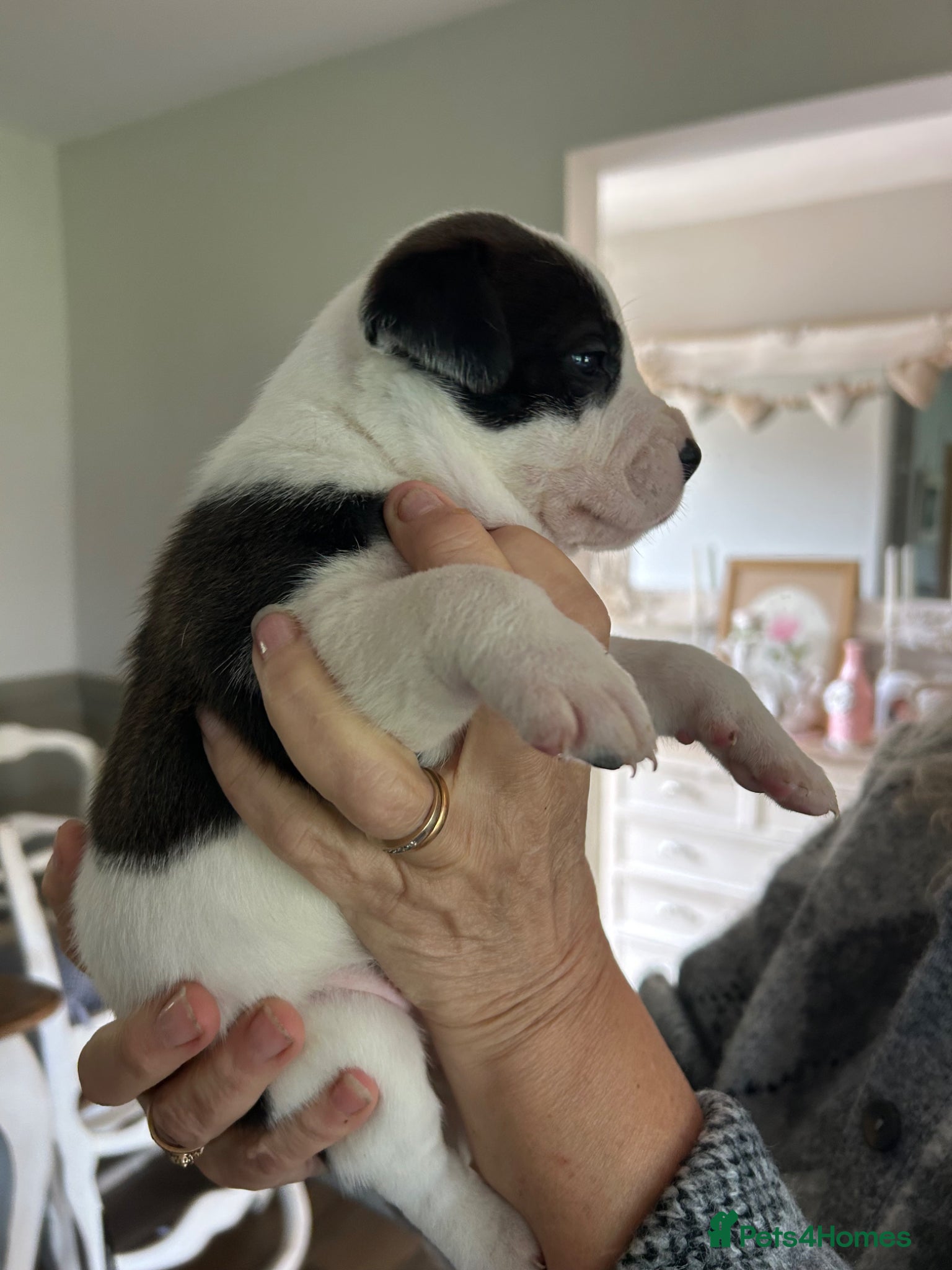 Mixed Breed dogs for sale: Last two puppies  remaining  - Advert 18
