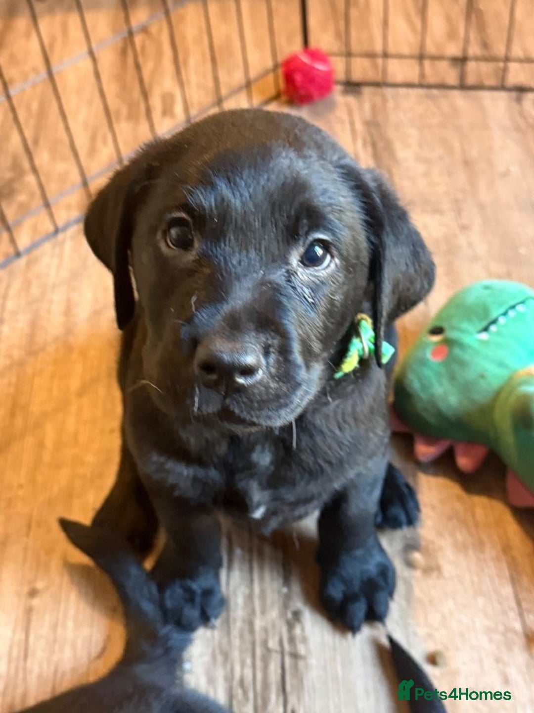 Labrador Retriever dogs for sale: Beautiful Pure Labrador Puppies –5 Available  - Advert 4
