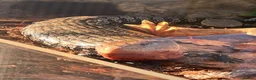Skink reptiles for sale: Mowgli  in Hitchin - Advert 4
