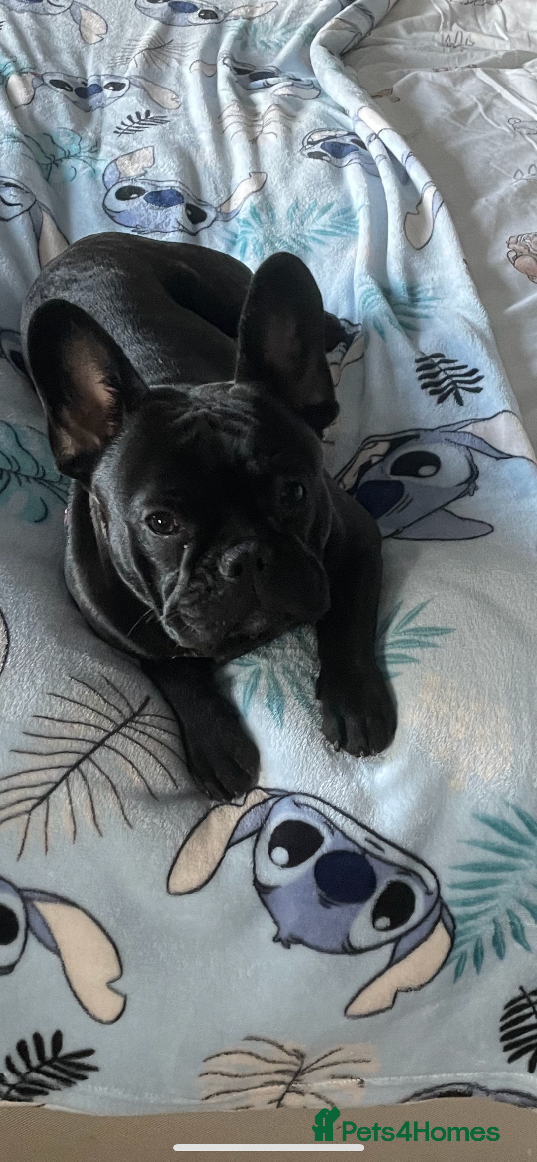 French Bulldog dogs for sale: French bulldog  - Image 11