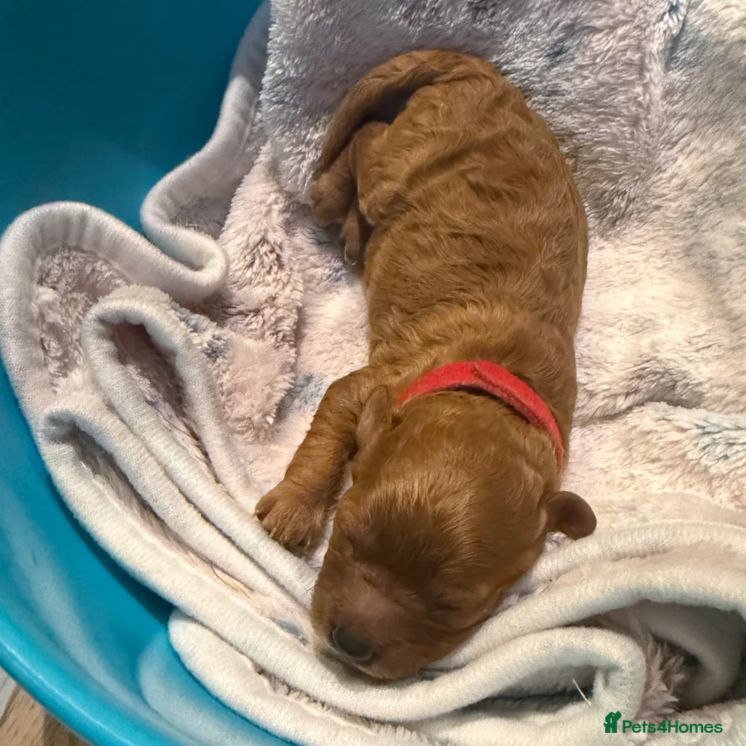 Cavapoo dogs for sale: Beautiful F1b Cavapoo Puppies ❤️ - Advert 2