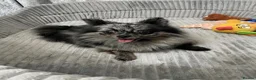 Pomeranian dogs for sale: Blue Merle Female 13 months old  - Advert 1