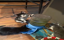 Domestic Shorthair cats for sale: Forever homes needed  - Image 20