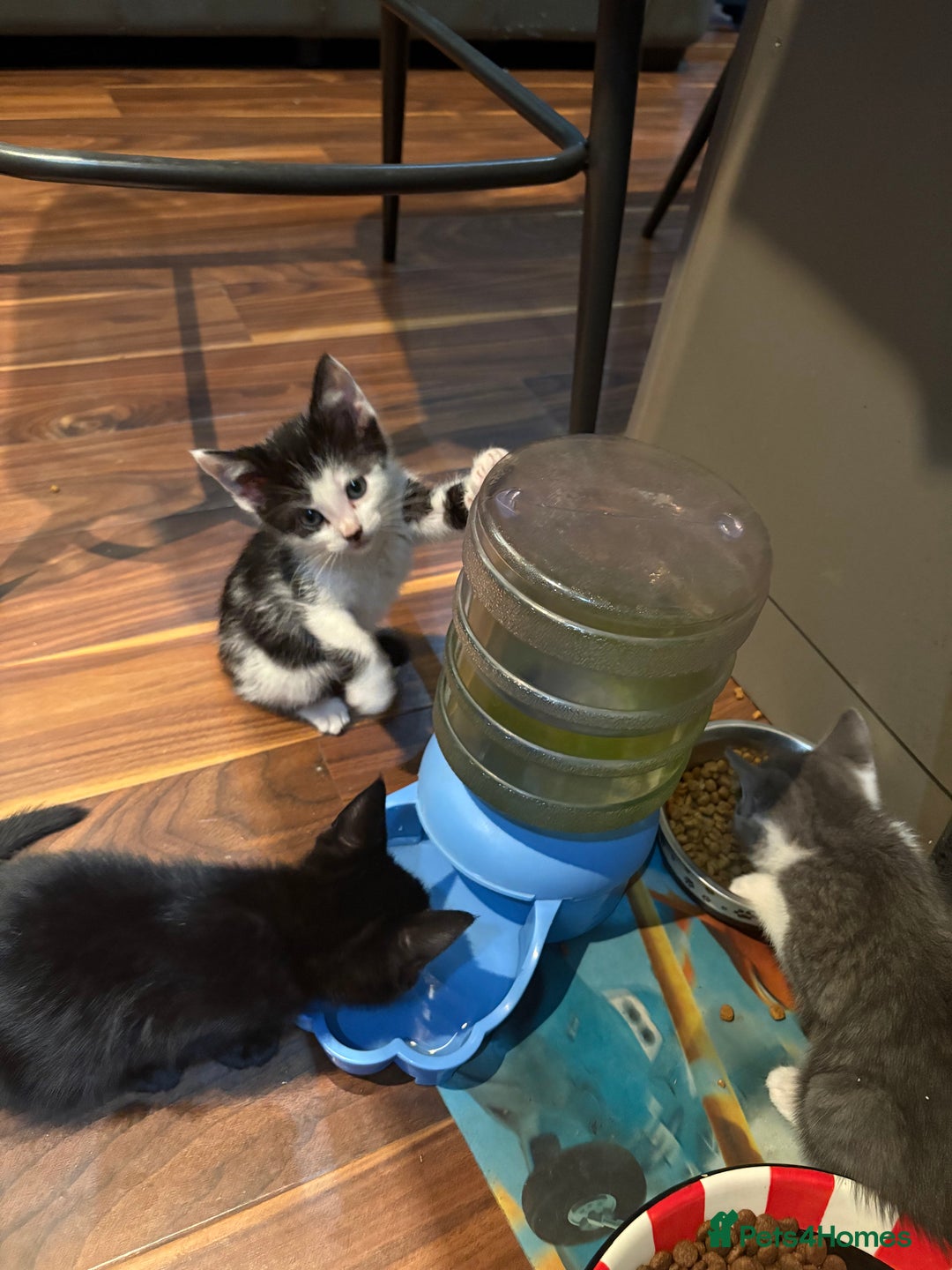 Domestic Shorthair cats for sale: Forever homes needed  - Image 20