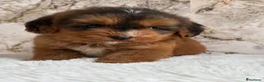 Cockapoo 3
